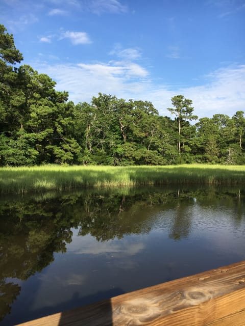 Ausprey, heron, hawks, pelicans, deer, alligators, rabbits, squirrels, crabs,