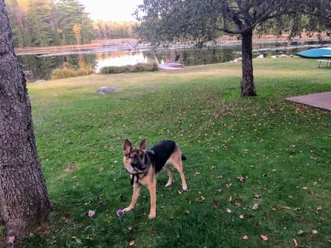 Pets are welcome & love the pond, freedom, frogs & space to roam. 