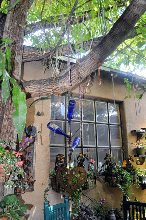 Shade From Box Elder Tree