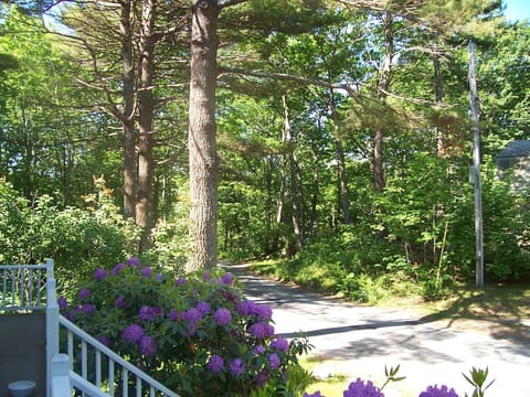 view from front porch towards Colony Beach