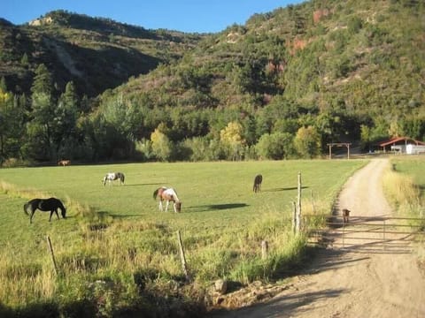 Experience the tranquility of HappyOur Ranch with horses grazing on our sprawling 50-acre property.