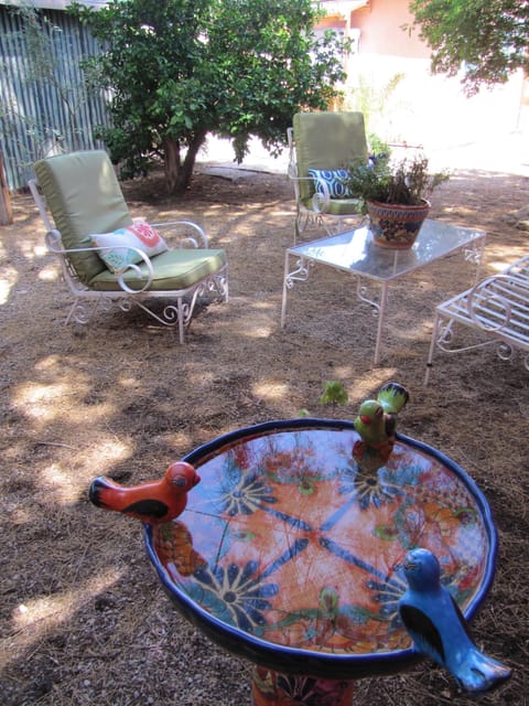 Bird watching in Central Tucson!