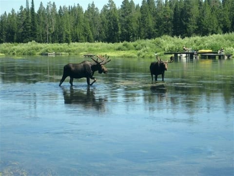 Bull moose in the Henry's Fork of the Snake River at Mack's Inn in Island Park.