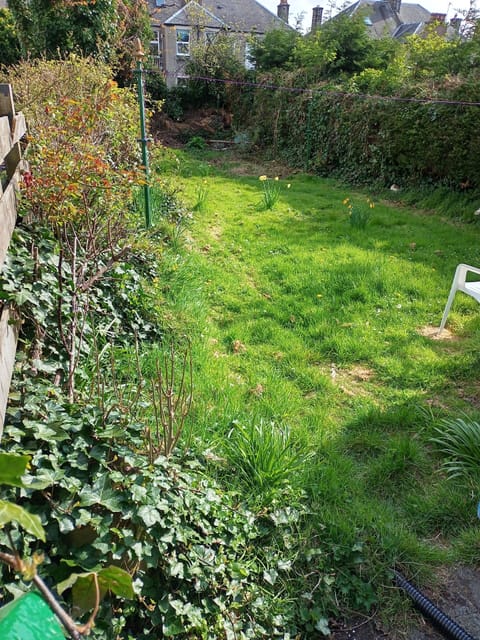 Spot Magpies, Gulls, Robins, Wrens, Blue-tits, Thrushes, etc in our wild garden