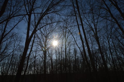 On a walk in the woods February 22, 2020.