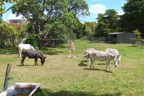 Highfield Reserve Algies Bay