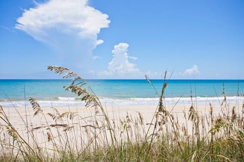 Sea Oats and Sand Dunes on St Augustine Beach