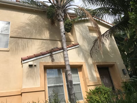 Front View of Costa Paradiso (mid & right)~ more windows & palms!