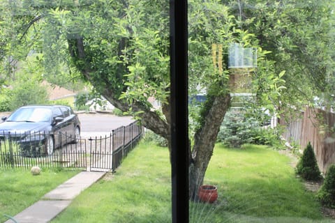 Front Yard- Apple tree- Summer