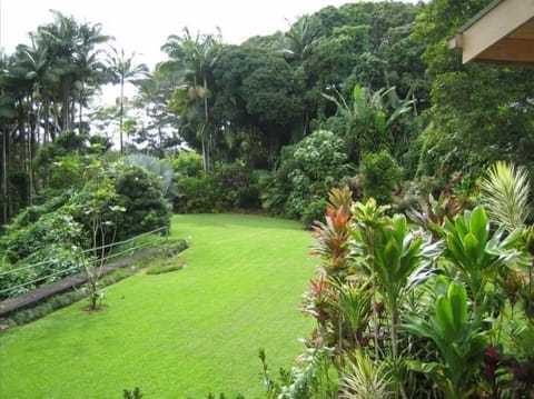 Our lush tropical back yard