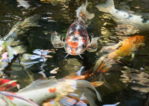 Koi fish saying Hi!