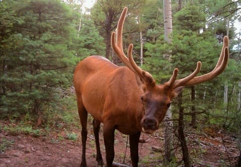 One of many "neighbors" that might be peering in your window in the morning...