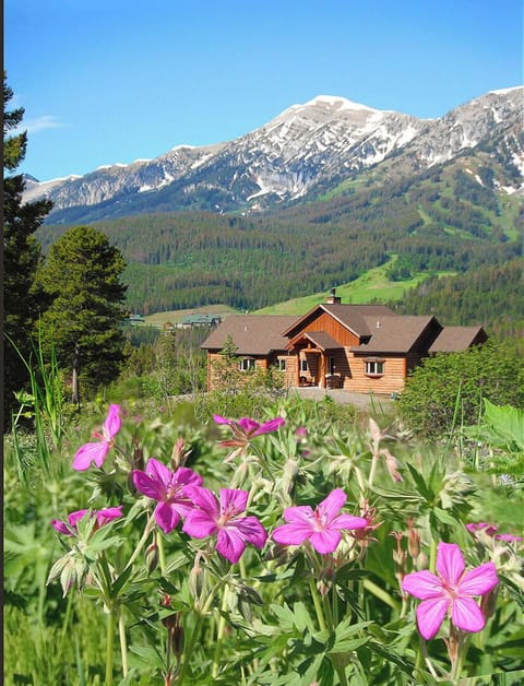 wild flowers in June at Bridger Vista Lodge