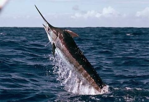 Come visit Priate's Cove where the Big Blue Marlin and Bluefin Tuna call home..