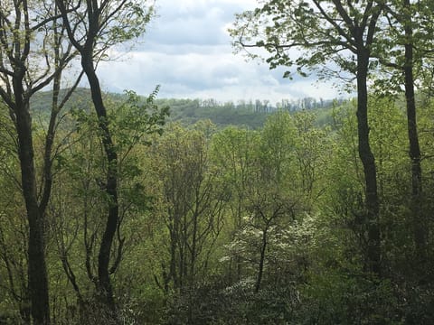 Dogwood on the hill.