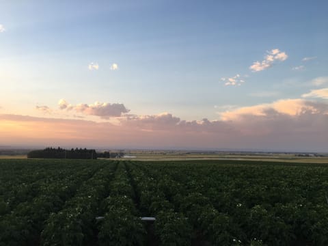 view to north, potato fields in blossom