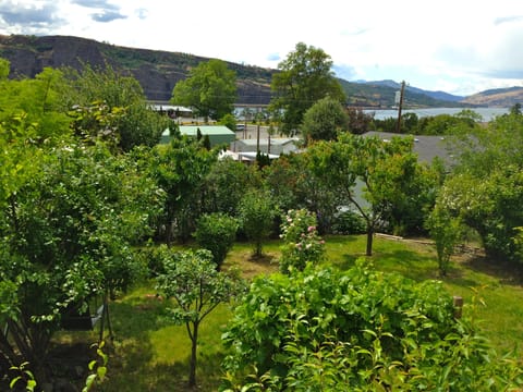 Help yourself to fruit, cherries, pears, grapes, apricots or plums 