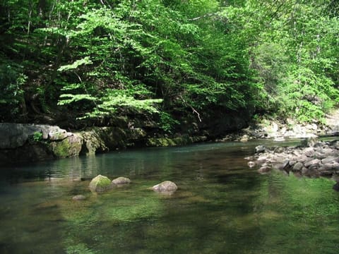 Savage River behind the Rainbow Chalet