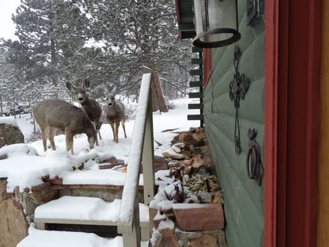 Winter (and summer!) friends that often love to visit.