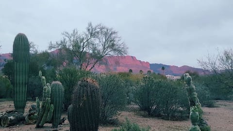 Our Front yard