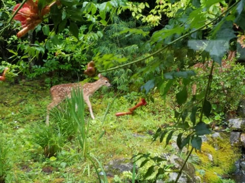 Baby Deer visit the backyard