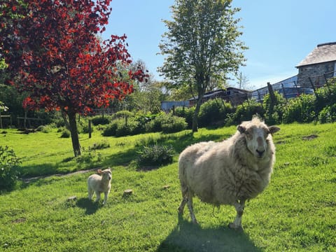 Surrounding area | Fedwr Gog, Bala