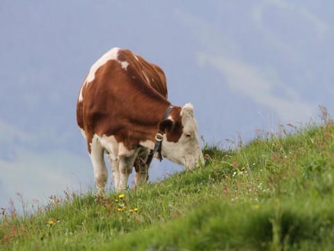 Apartment Scheiblberg 2nd floor with 1 bedroom - Apartment Foidl Farm Stay in Salzburgerland