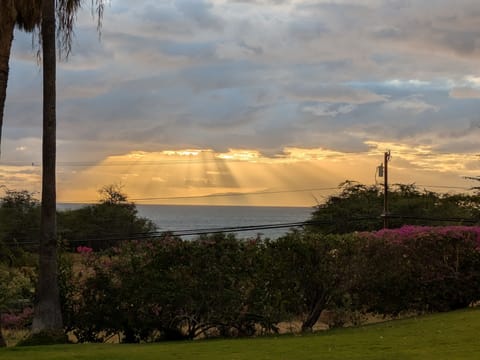 More trees removed- double the ocean view!