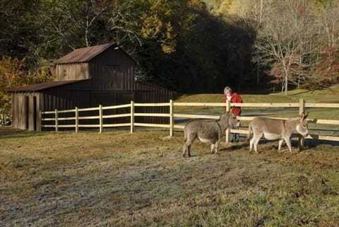 The donkeys love to meet new guests.