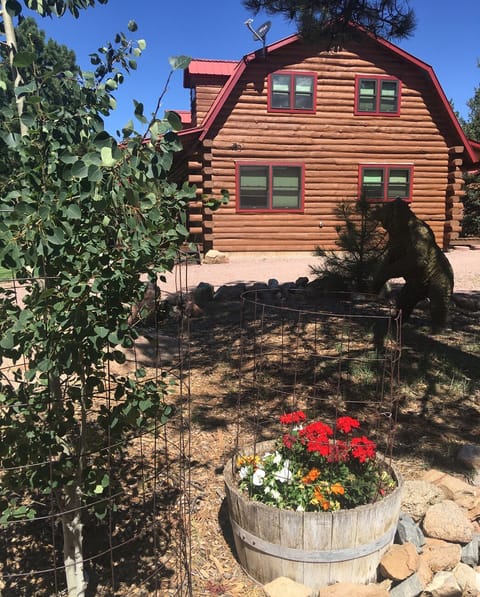 mountain flowers and aspen trees