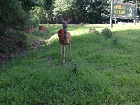 Visit Beavers Bend Fly Shop