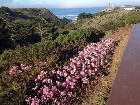 Amaryllis in August & September off the deck
