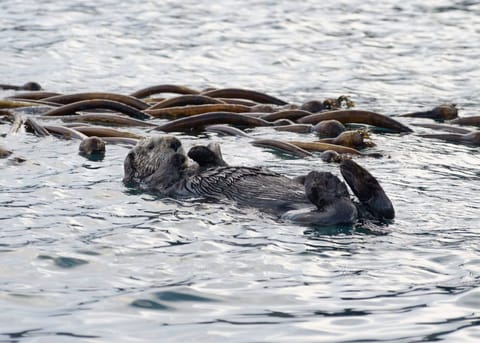 Cute little Sea Otter 