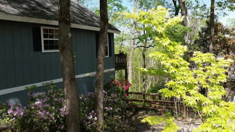Azalea Season on the mountain
