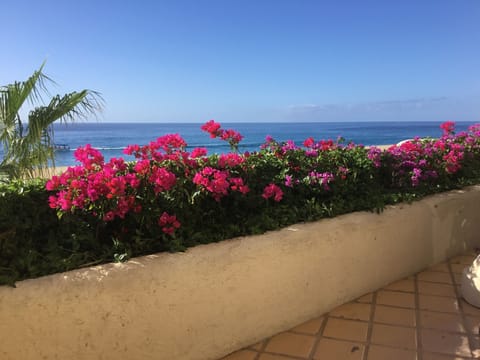 Welcome to our Pacific oceanfront unit #233