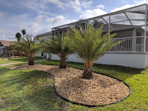 Our beloved sylvester palms -- these are a good bit bigger now!