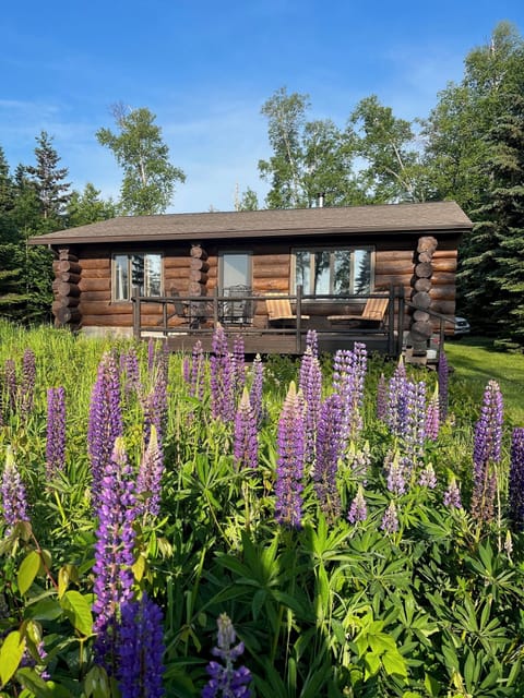 Lake-side view of cabin during lupine bloom.