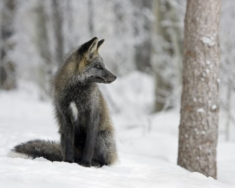 Silver fox, photo taken at the condo