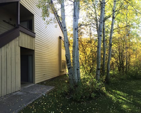Front door in forest setting