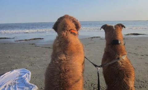 Four legged family members MOST welcome -of course!