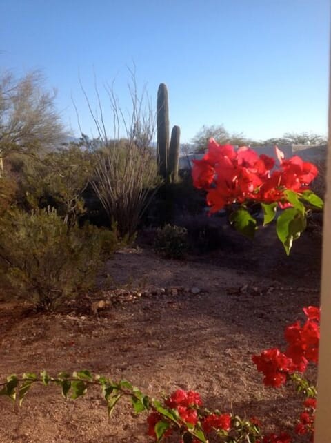 Casita backyard, Santa Catalina mountains in the distance