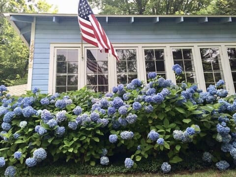 Hydrangeas in full bloom!