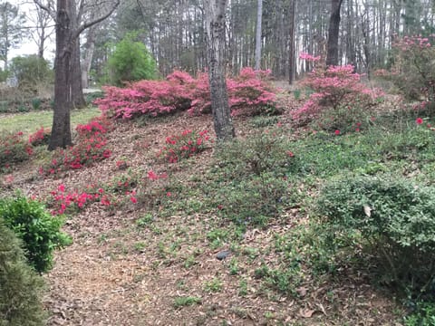 Nicely landscaped yard. 