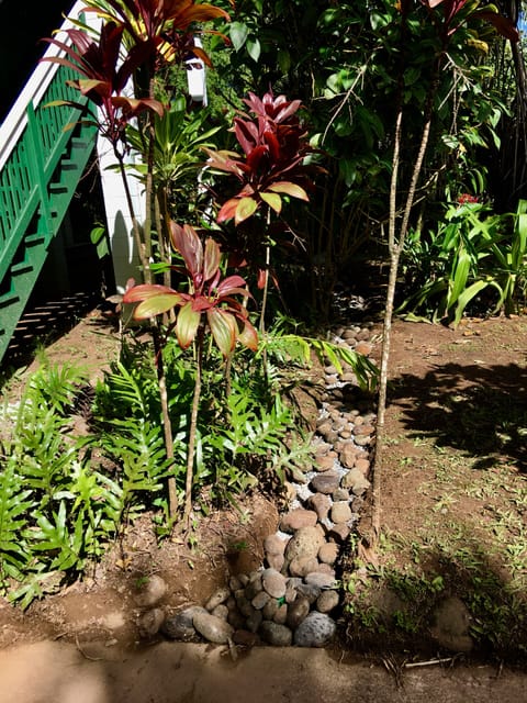 Lush tropical landscaping 