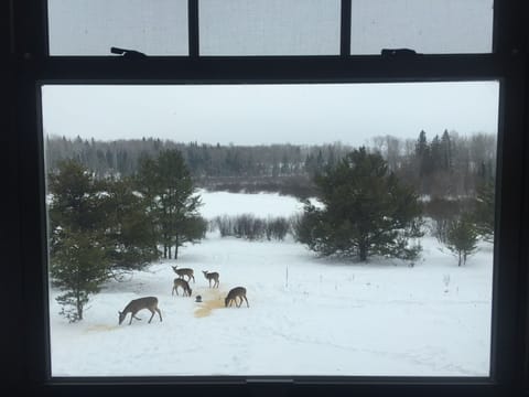 We try to feed the deer cracked corn, watch them right outside the cabin!