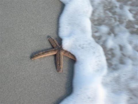 Look what we found on the beach!