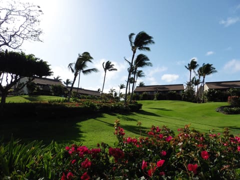 Maui Kamaole - Lush Grounds