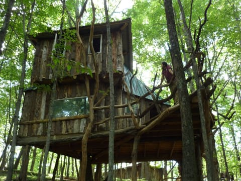 Hermit-thrush Treehouse