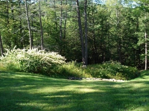 Back lawn above stream