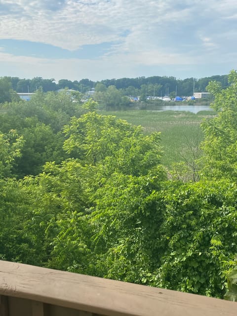 View of Celery Pond from back deck (June 2020).